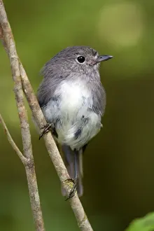 South Island Robin adult sitting on a twig in lush temperate rainforest Fjordland National Park, South Island, New Zealand