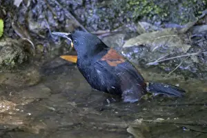 Saddleback Prints: South Island Saddleback / Tieke - bathing in a small pool which is the only water source on the island - survives only