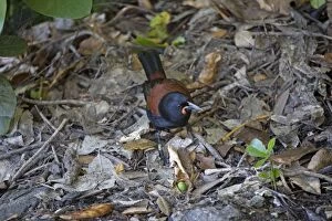 Images Dated 10th February 2011: South Island Saddleback / Tieke - foraging among leaf litter on the forest floor - survives only