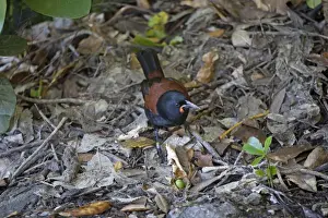 Saddleback Prints: South Island Saddleback / Tieke - foraging among leaf litter on the forest floor - survives only on some small off