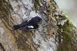 Images Dated 29th January 2011: South Island Tomtit - clinging to the trunk of a beech tree - Hawdon Valley