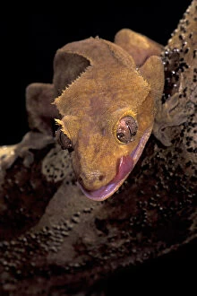 Images Dated 26th January 2011: South Pacific, New Caledonia. Crested Gecko