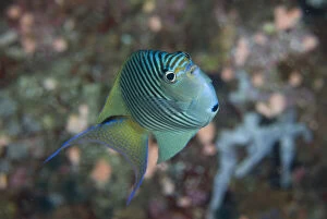 Angelfish Gallery: South Pacific, Solomon Islands. An atypically