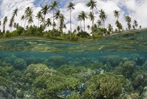 South Pacific, Solomon Islands. Camera held