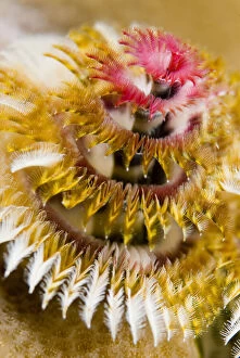 Worm Gallery: South Pacific, Solomon Islands. Close-up