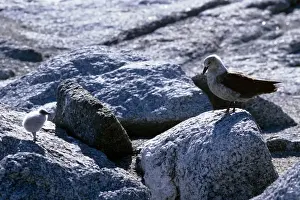 Skuas Prints: South Polar Skua - adult with 2-3 day old chick