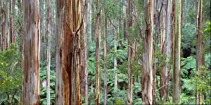 South Victoria Landscape