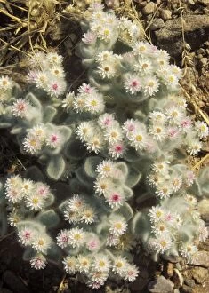 Angola Gallery: South-West Edelweiss - succulent plant endemic