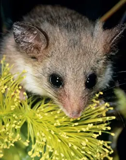 Possums Prints: South west Pygmy Possum Australia