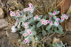 Xerophyte Prints: South-western edelweiss Helichrysum roseo-niveum in flower, Namibia