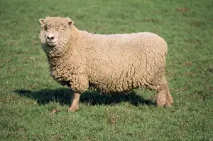 Southdown Sheep