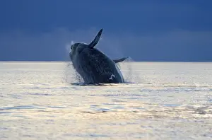 Breaching Prints: Souther Right Whale - Adult, breaching Valdes Peninsula
