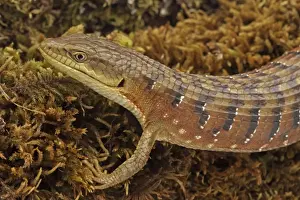 Southern Alligator Lizard - close-up of head - Oregon - USA - Native to the pacific coast of North America