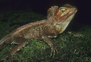 Images Dated 24th April 2009: Southern Angle-headed Dragon (Gonocephalus)
