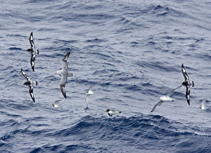 Images Dated 31st October 2006: Southern / Antarctic Fulmar and Cape Petrel / Cape Pigeon - Antarctic Dove Prion - In flight over