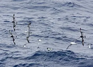 Prion Prints: Southern / Antarctic Fulmar