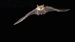 southern Arizona, USA, Pallid Bat, Antrozous