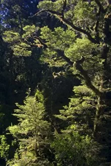 Southern Beech forest - backlit Southern Beech covered with moss and lichen growing in lush temperate rainforest