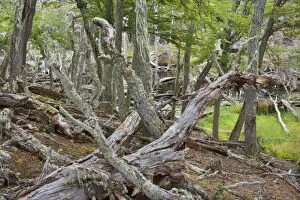 Beeches Gallery: Southern Beech forest - branches of dead Southern