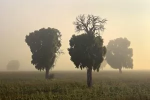 Beeches Gallery: Southern Beech Trees - in morning fog and on deforested agricultural land