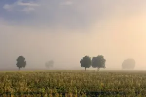 Southern Beech Trees - in morning fog and on deforested agricultural land - Patagonia - Argentina - South America