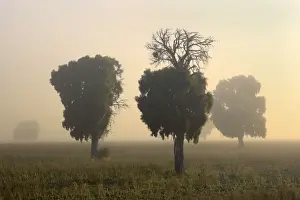 Beeches Prints: Southern Beech Trees - in morning fog and on deforested agricultural land - Patagonia - Argentina - South America