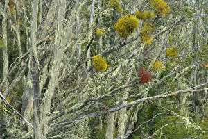 Southern Beeches and lichen - branches of dead