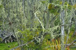 Beeches Gallery: Southern Beeches and lichen - branches of Southern
