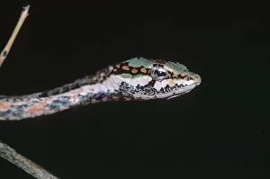 Images Dated 13th November 2007: Southern Bird Snake - Chipata, Zambia