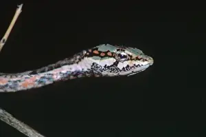 Southern Bird Snake - Chipata, Zambia