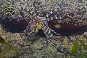 Octopus Prints: Southern Blue Ring Octopus