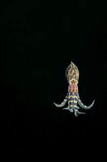 Displays Collection: Southern Blue Ringed Octopus - Displays bright blue rings when annoyed