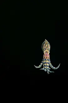 Dangerous Prints: Southern Blue Ringed Octopus - Displays bright blue rings when annoyed