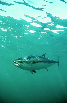 Tuna Prints: Southern Bluefin Tuna DSE 33 Spencer Gulf