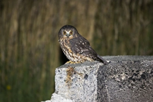 Images Dated 16th February 2007: Southern Boobook / Morepork / Mopoke / Ruru Owl. near Bruce Conservation Centre - New Zealand