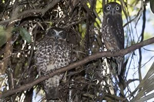 Roosting Gallery: Southern Boobook Owl