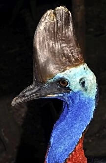 Images Dated 26th July 2012: Southern Cassowary