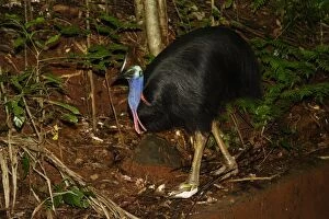 Southern cassowary, adult male
