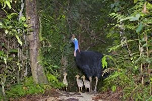 Southern Cassowary - adult male and three of his chicks stand amidst tropical rainforest
