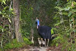 Southern Cassowary - adult male and three of his chicks stand amidst tropical rainforest - Tam O'Shanter State Forest, Wet Tropics World Heritage Area, Queensland, Australia