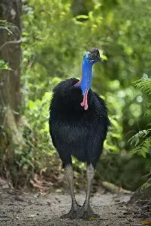 Images Dated 29th August 2008: Southern Cassowary - adult male stands amidst tropical rainforest