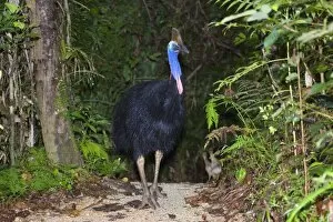Southern Cassowary - adult male stands amidst tropical rainforest