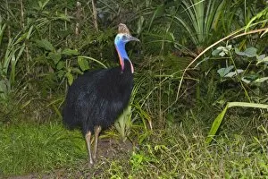 Images Dated 28th August 2008: Southern Cassowary - adult male stands amidst tropical rainforest - Tam O'Shanter State Forest