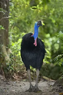 Southern Cassowary - adult male stands amidst tropical rainforest - Tam O'Shanter State Forest, Wet Tropics World Heritage Area, Queensland, Australia