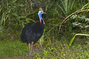 Southern Cassowary - adult male stands amidst tropical rainforest - Tam O'Shanter State Forest, Wet Tropics World Heritage Area, Queensland, Australia