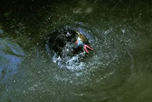 Splashing Prints: Southern Cassowary - bathing. An endangered species due to loss of habitat