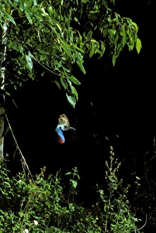 Southern Cassowary (Casuarius casuarius) only casque showing in deep rainforest shade Southern Cassowary (Casuarius casuarius) only casque showing in deep rainforest shade