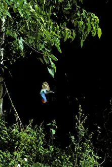 Southern Cassowary (Casuarius casuarius) only casque showing in deep rainforest shade. An endangered species due to loss of habitat. North Queensland, Australia, Australia, New Guinea JPF33853
