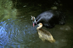 JPF-13367
Southern Cassowary (Casuarius casuarius) and chick, bathing.
An endangered species due to loss of habitat. Tropical rainforest, North Queensland, Australia, Australia, New Guinea
Casuarius casuarius
Jean-Paul Ferrero
Please note that prints are for personal display purposes only and may not be reproduced in any way Southern Cassowary (Casuarius casuarius) and chick, bathing