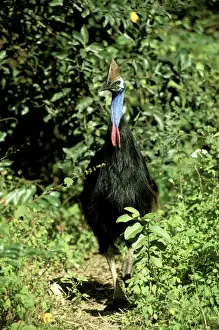 Southern Cassowary (Casuarius casuarius) An endangered species due to loss of habitat. North Queensland, Australia, tropical rainforest, Australia, New Guinea JPF33878
